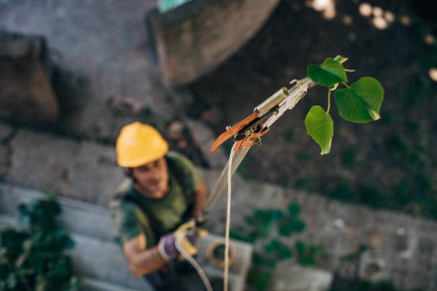 Mulching Services in Evergreen, CO
