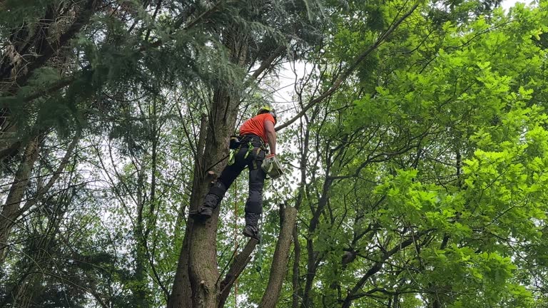 Evergreen, CO Tree Services Company