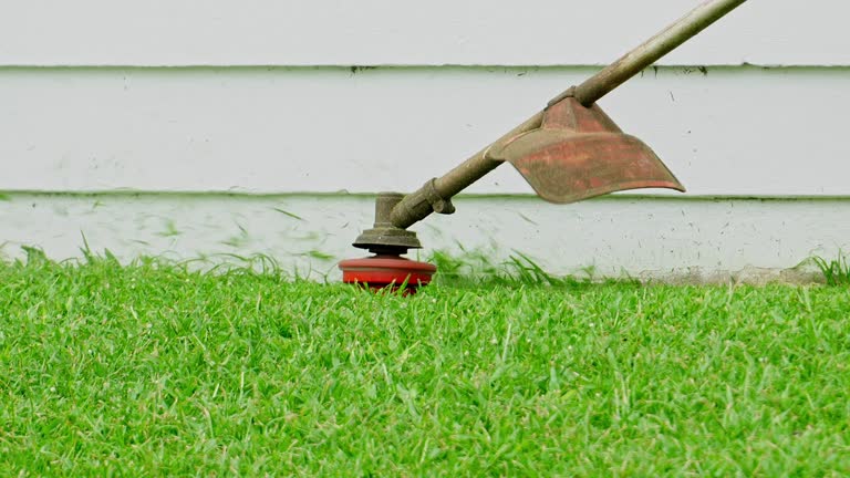 Best Lawn Disease Treatment  in Evergreen, CO