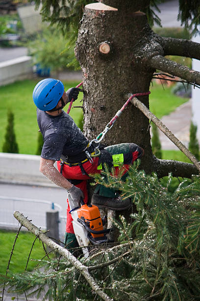 How Our Tree Care Process Works  in  Evergreen, CO